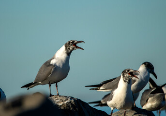 Laughing Gulls Two Birds Singing