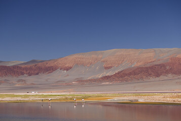 The Carachi Pampa lagoon, biosphere reserve, Argentina