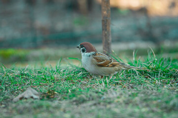 Wróble w swoim naturalnym środowisku w słoneczny dzień. Ptaki siedzą na trawiastym podłożu,...