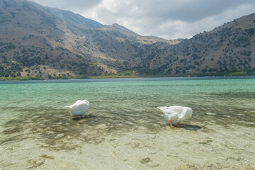 Fototapeta na wymiar Landscape of the turquoise Kournas Lake with ducks, Crete, Greece