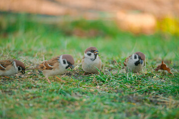 Wróble w swoim naturalnym środowisku w słoneczny dzień. Ptaki siedzą na trawiastym podłożu, na którym znajduje się pokarm dla ptaków wykładany przez człowieka. Posiada brązowo szare upierzenie. - obrazy, fototapety, plakaty