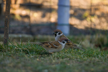 Wróble w swoim naturalnym środowisku w słoneczny dzień. Ptaki siedzą na trawiastym podłożu,...