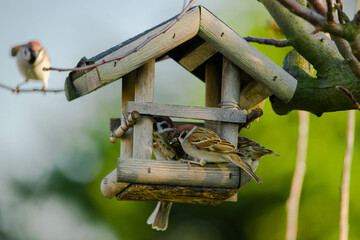 Sikora bogatka w swoim naturalnym środowisku w słoneczny dzień. Ptak siedzi na szczycie karmika w którym znajduje się pokarm dla ptaków wykładany przez człowieka. Posiada czarne, siwe i żółte pióra.