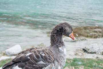Landscape of the turquoise Kournas Lake with ducks, Crete, Greece