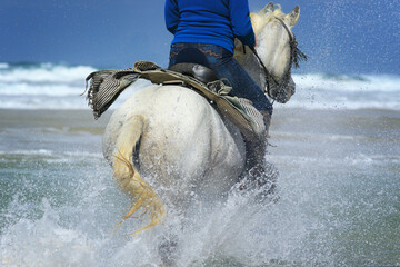 Weisses Pferd von hinten mit Blick auf das Meer