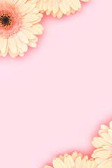 Frame made of beige gerbera flowers on a pink background. Festive composition.
