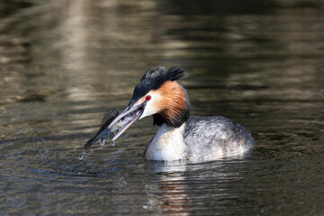 Haubentaucher (Podiceps cristatus)
