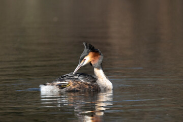 Haubentaucher (Podiceps cristatus)
