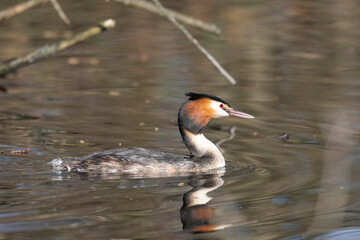 Haubentaucher (Podiceps cristatus)