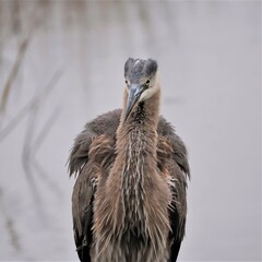 Great Blue Heron in all it''s splendor at Donnelley Wildlife Management Area Green Pond South Carolina SC