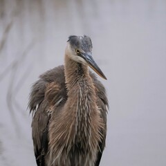 Great Blue Heron in all it''s splendor at Donnelley Wildlife Management Area Green Pond South Carolina SC