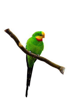 Superb parrot polytelis swainsonii beautiful bird on wooden branch, bright green colors feathers