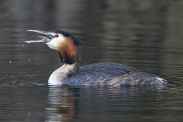 Haubentaucher (Podiceps cristatus)