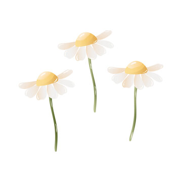 camomile herb plant daisy flower. Flat design 