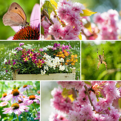 Colorful flower collage with different pictures