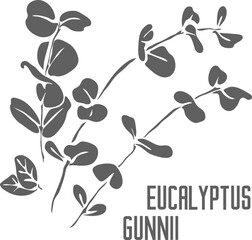 Eucalyptus gunnii stems vector silhouette. Eucalyptus tree medicinal herbal outline. Eucalyptus gunnii branches In Line for pharmaceuticals and cosmetology. Set of outline Eucalyptus gunnii plant leaf