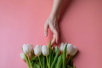 Obraz na płótnie Canvas Woman hand hold white tulip flowers on pink background. Flat lay, top view festive spring flower concept. Punchy pale flowers background.