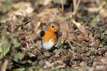 Rotkehlchen (Erithacus rubecula)