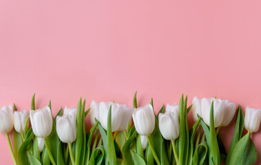 Spring flower pink tulips on the pink background with copyspace. Theme of love, mother's day, women's day. Copy space for text, top view