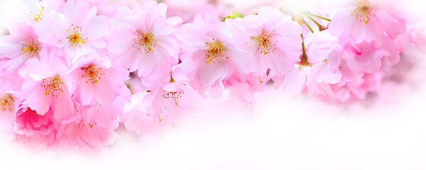 Holiday banner background with spring pink cherry blossom, sakura flowers branch