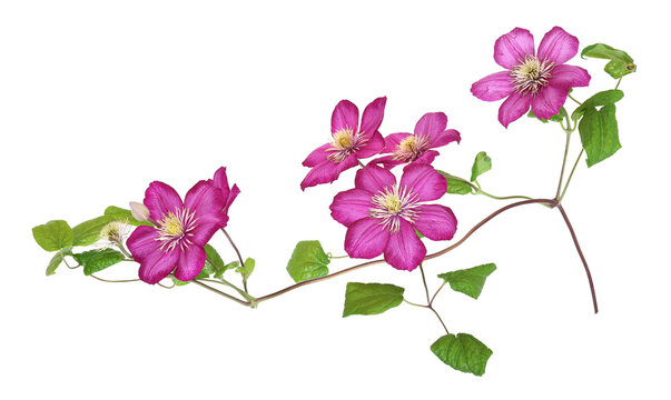 Pink clematis blossoms, transparent background