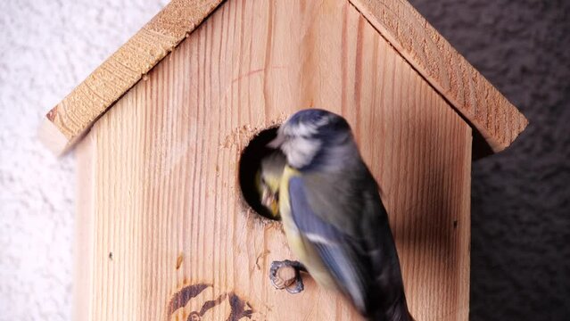 Adult blue tit feeding chicks in the nest box. Couple of Eurasian blue tit feeding nestling with worms. Birds tweet and chirping.