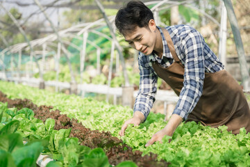 Asian farmer working in organic vegetables hydroponics farm. hydroponic salad vegetable garden owner taking customer order packing fresh vegetable.