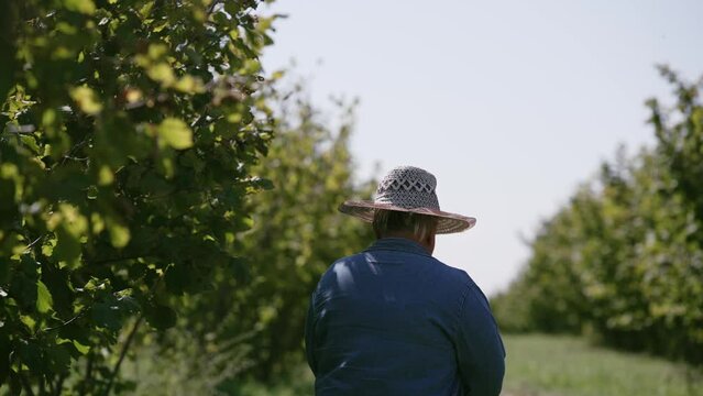 Farmer worker with hat check harvest crops on the field of wallnut and hazelnut farm, cinematic selective focus shot