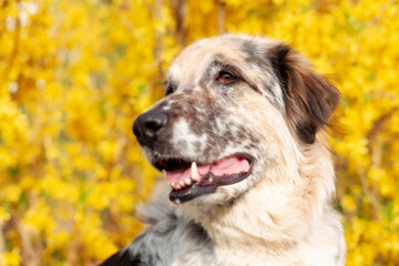 Big fluffy mixed breed dog portrait close-up, yellow flowers background