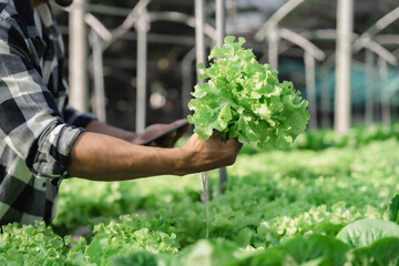 Asian farmer using hand holding tablet and organic vegetables hydroponic in greenhouse plantation. hydroponic salad vegetable garden owner working.