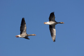 Graugans (Anser anser)