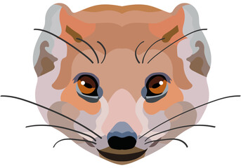 Ermine. The face of a wild animal is depicted in vector style. Bright image. Logo, illustration isolated on white background.