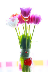pink and white tulips isolated on white