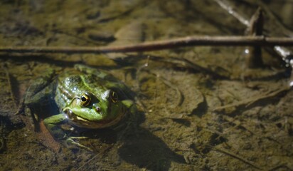 A frog sits in the mud under water