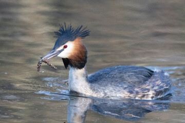 Haubentaucher (Podiceps cristatus)
