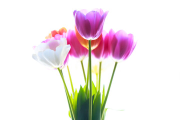 pink and white tulips isolated on white