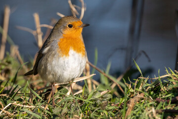 Fototapeta premium Rotkehlchen&nbsp;(Erithacus rubecula)