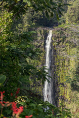 Entorno natural y vegetación de las islas de Hawaii, 