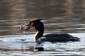 Haubentaucher (Podiceps cristatus)