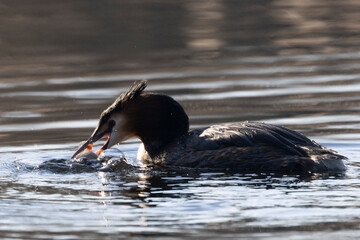 Haubentaucher (Podiceps cristatus)