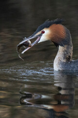 Haubentaucher (Podiceps cristatus)