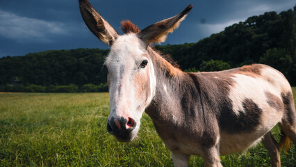 Un &acirc;ne dans une grande prairie verte sous un ciel orageux 