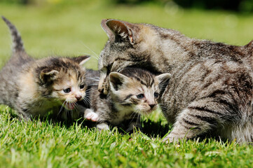 cat mother and kitten sitting in grass in the garden