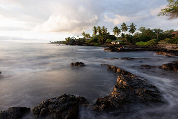 Fototapeta na wymiar palmeras hawaianas, vegetación típica de las islas de Hawaii