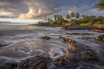palmeras hawaianas, vegetación típica de las islas de Hawaii