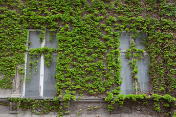 Green ivy plant on a old brick wall building with windows background and texture