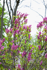 Obraz premium Purple magnolia in bloom in spring