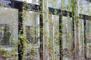 Green ivy plant on a modern glass building with big windows