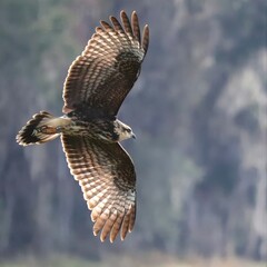 Gorgeous Endangered Snail Kite 