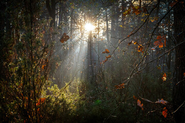 Sunset in Kampinos National Park, Poland. A fairytale forest landscape with sunbeams emerging from the mist.